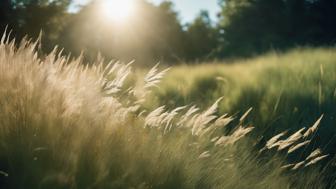 Die Bedeutung des Windhauchs: Definition, Synonyme und Beispiele