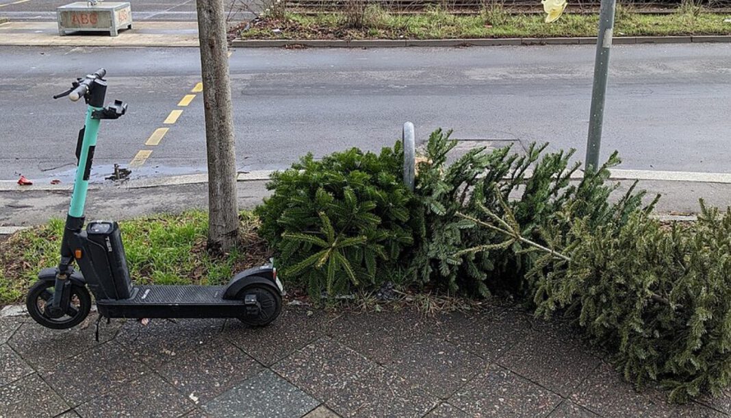 Heidelberg organisiert Christbaumsammlung: ASZ beginnt am 7. Januar, Vereine sammeln am Wochenende ein