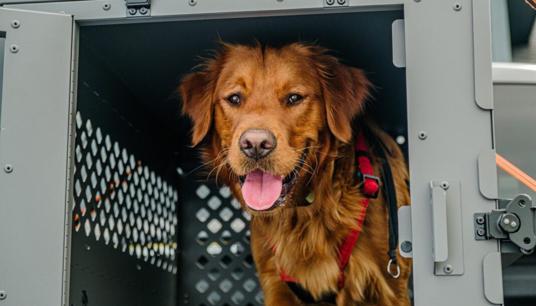 Veterinäramt Stuttgart warnt vor illegalen Hunde und Katzenimporten an den Feiertagen Veterinäramt Stuttgart warnt vor illegalen Hunde und Katzenimporten an den Feiertagen